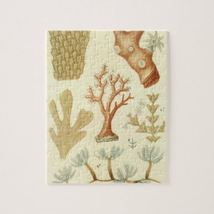 Biologie-Lehrbuch, alte Korallentiere Puzzle