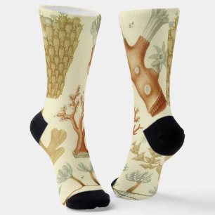 Biologie-Lehrbuch, alte Korallentiere Socken