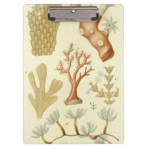 Biologie-Schulbuch, Korallentiere in altertümliche Klemmbrett