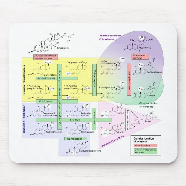 Biologische Chemikalie des menschlichen Steroidoge Mousepad (Vorne)
