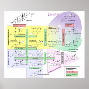 Biologische Chemikalie des menschlichen Steroidoge Poster