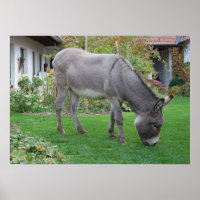 Biologische Rasenmäher auf vier Höhlen