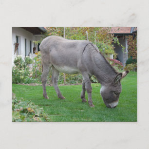 Biologische Rasenmäher auf vier Höhlen Postkarte