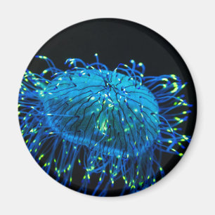 bioluminescent Quallen Magnet