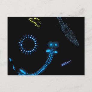 Biolumineszenz Postkarte
