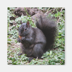 BIRCH BAY SQUIRREL MAGNET