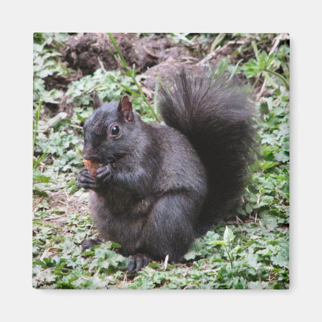 BIRCH BAY SQUIRREL MAGNET (Vorne)