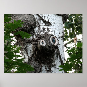 Birch Face Tree Fotografy Value Poster Paper