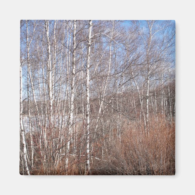 Birch Forest Magnet (Vorne)
