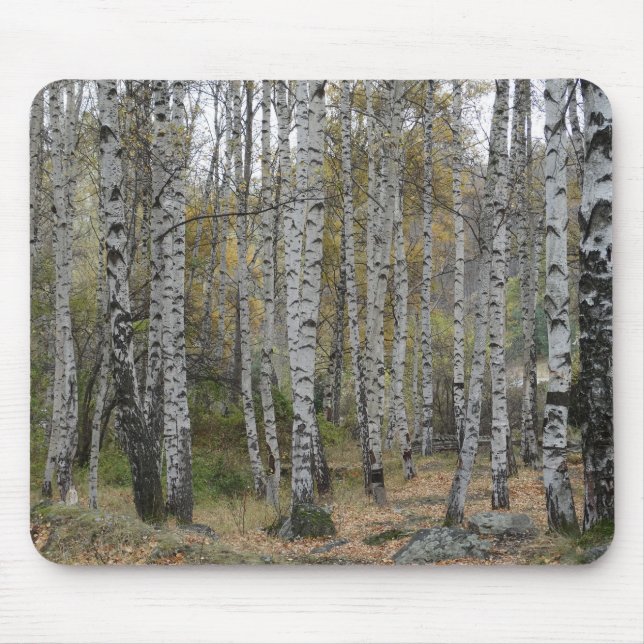 Birch Forrest Foto auf Mousepad (Vorne)