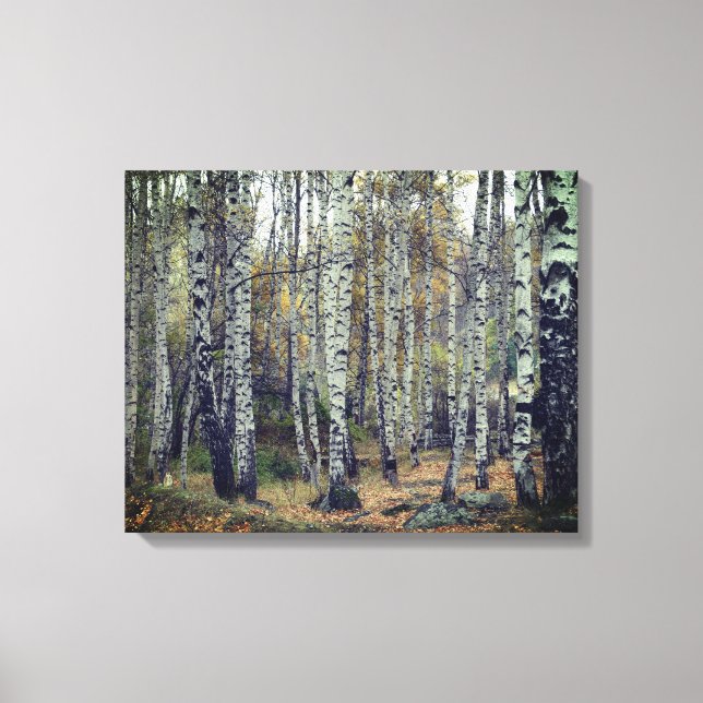 Birch Forrest Herbst Foto Single Leinwanddruck (Vorderseite)
