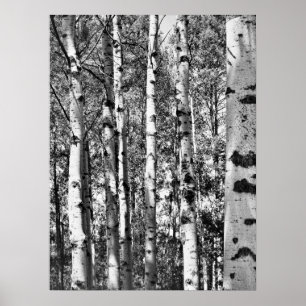 Birch Grove Poster