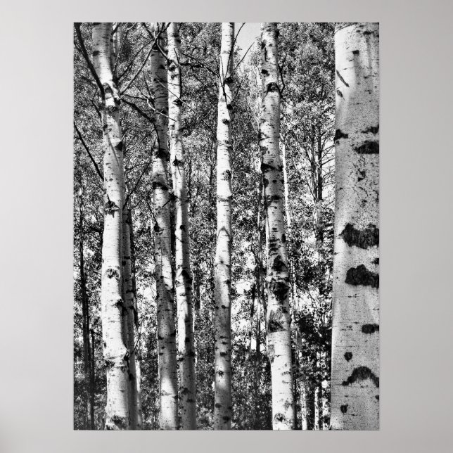 Birch Grove Poster (Vorne)