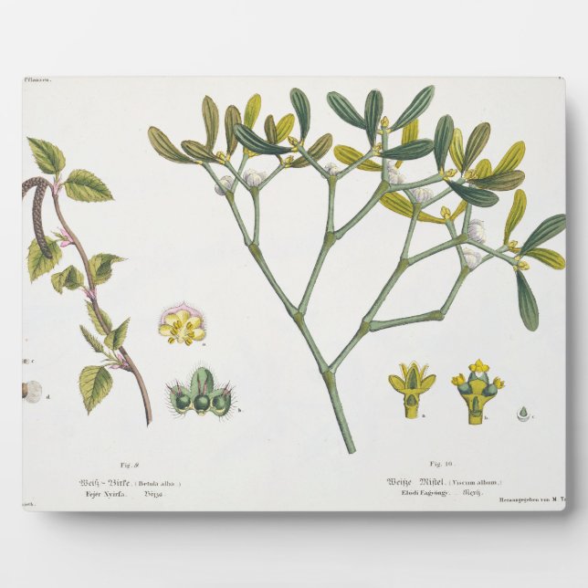 Birch (links) und Mistletoe (rechts), Abb. 9 und 1 Fotoplatte (Vorderseite)