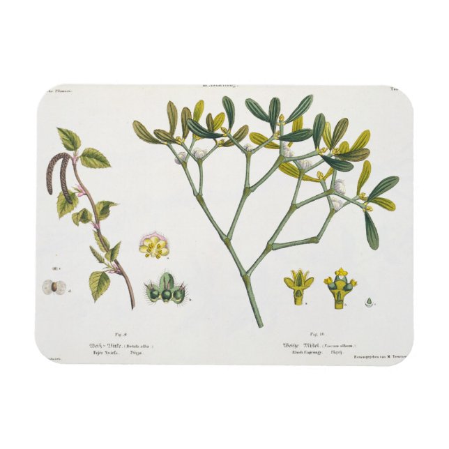 Birch (links) und Mistletoe (rechts), Abb. 9 und 1 Magnet (Horizontal)