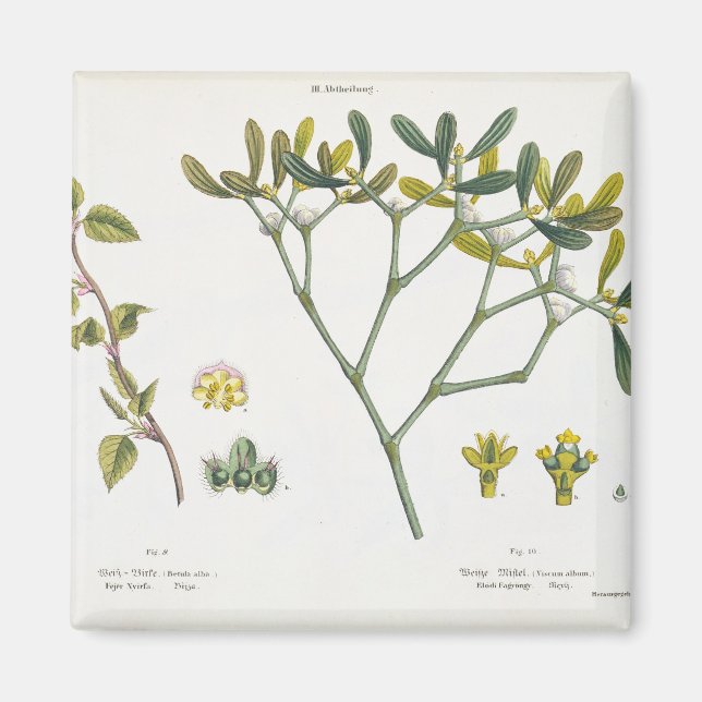Birch (links) und Mistletoe (rechts), Abb. 9 und 1 Magnet (Vorne)