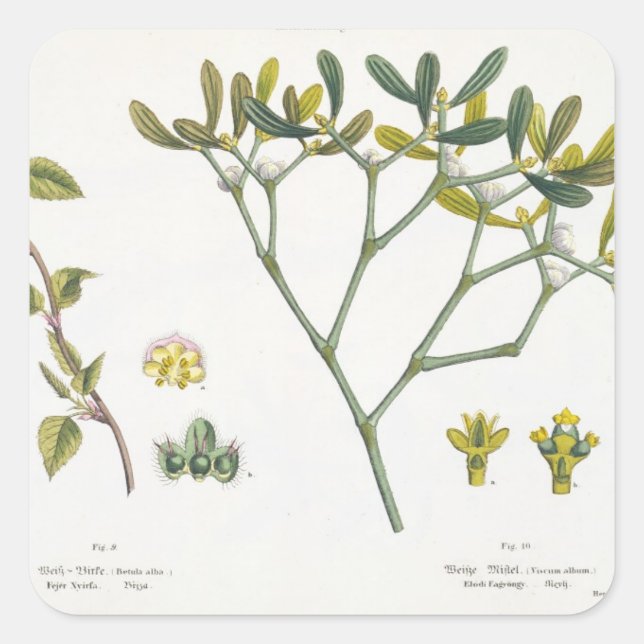 Birch (links) und Mistletoe (rechts), Abb. 9 und 1 Quadratischer Aufkleber (Vorderseite)