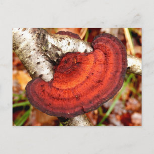 Birch Mazegill Fungus Postcard Postkarte