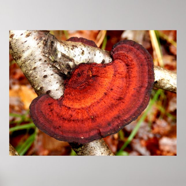 Birch Mazegill Fungus Poster (Vorne)