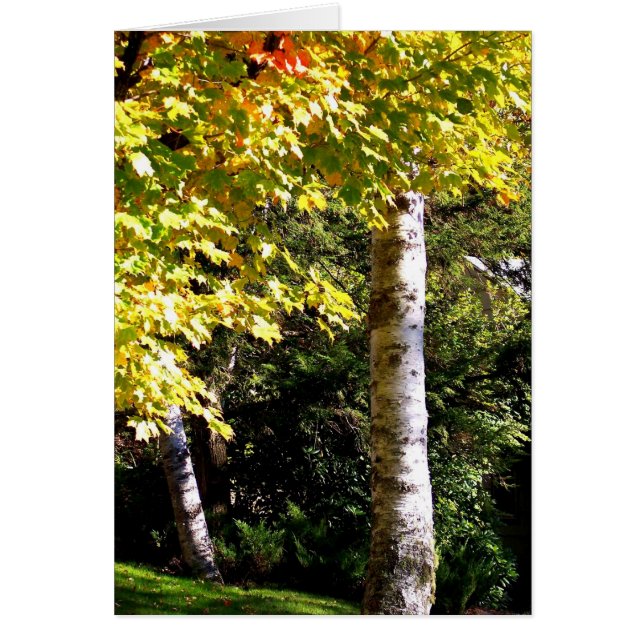 Birch Tree (Vorne)