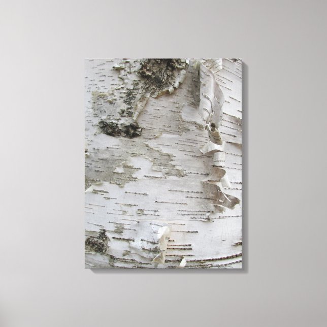 Birch Tree Bark Peeled Old Foto Leinwanddruck (Vorderseite)