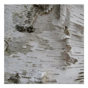 Birch Tree Bark Peeled Old Foto Poster