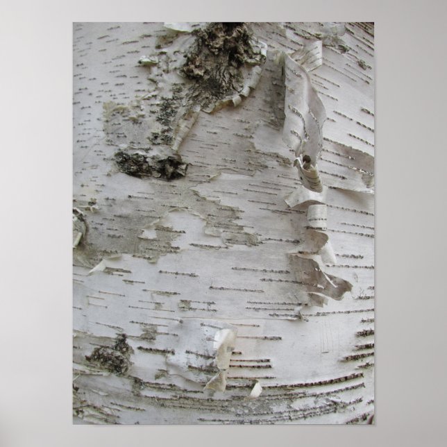 Birch Tree Bark Peeled Old Foto Poster (Vorne)
