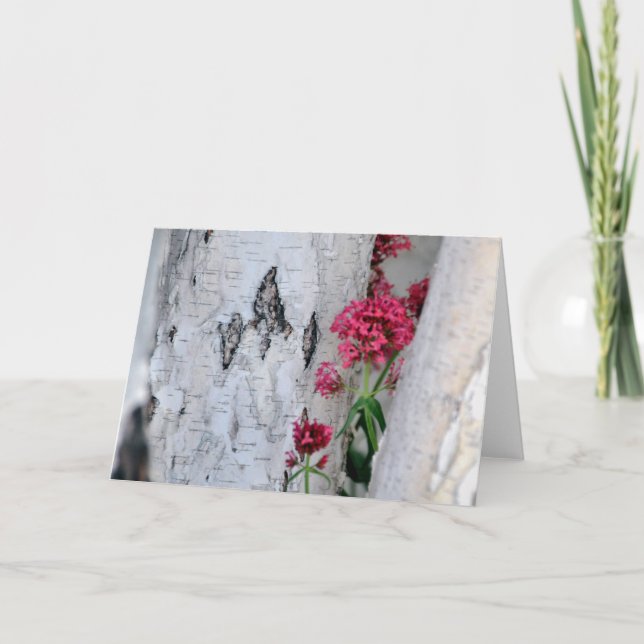 Birch Tree Bark Texture Karte (Vorderseite)