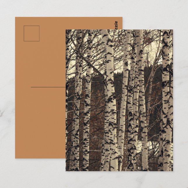 Birch Tree Forest Nature Postkarte (Vorne/Hinten)