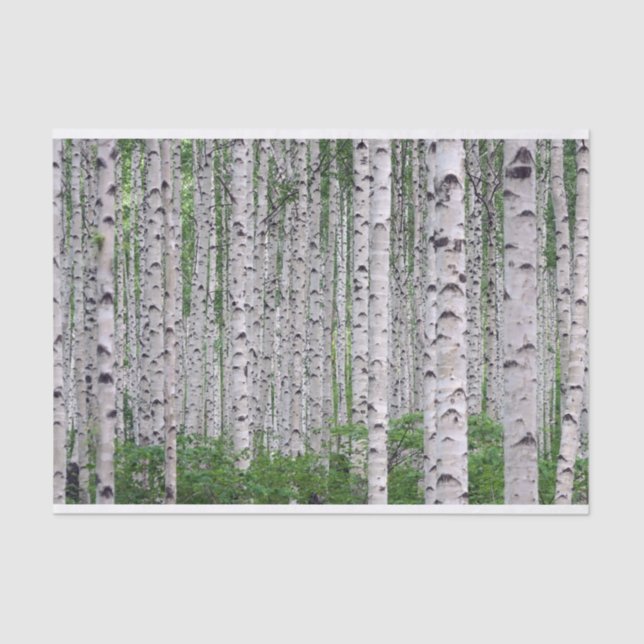 Birch Tree Forest Nature Seidenpapier (Vorderseite)