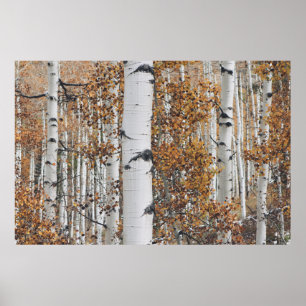 Birch Tree Forest Poster
