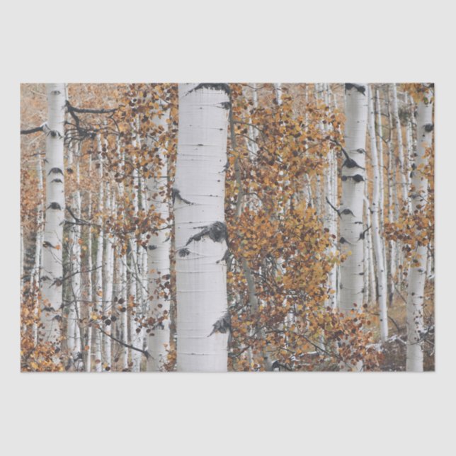 Birch Tree Forest Seidenpapier (Vorderseite)
