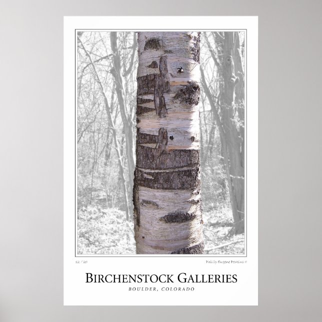 Birch Tree Poster (Vorne)