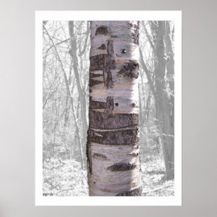 Birch Tree Poster