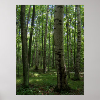 Birch Tree Poster