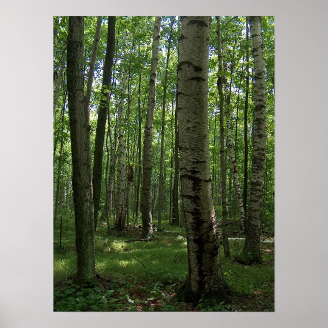 Birch Tree Poster (Vorne)