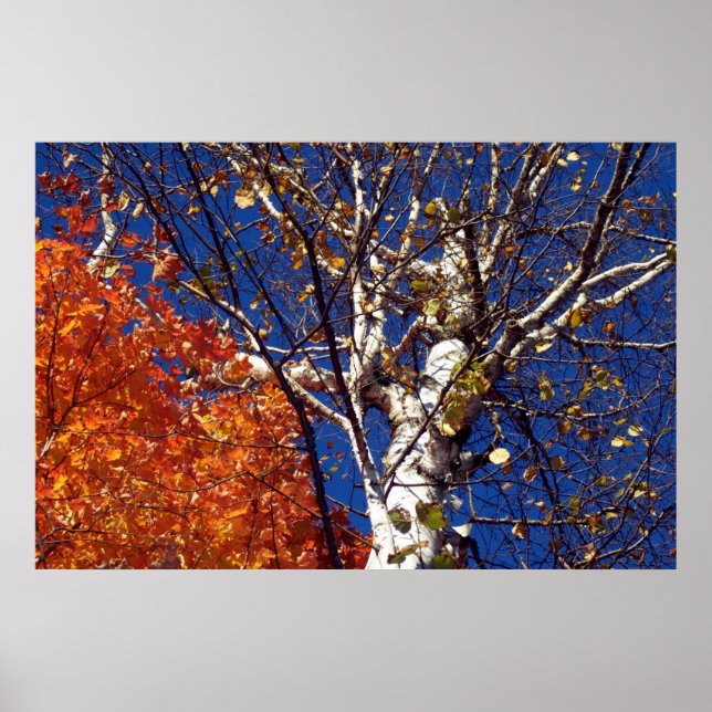 Birch Tree Top Poster (Vorne)
