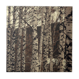 Birch Trees Forest Nature Fliese