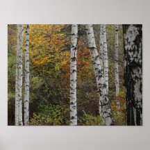 Birch Trees Herbst Foto Value Poster Paper