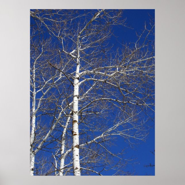 Birch Trees in Blue Poster (Vorne)