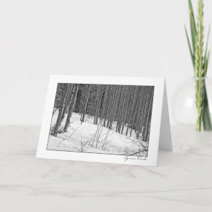 Birch Trees in Snow-Black & White Karte
