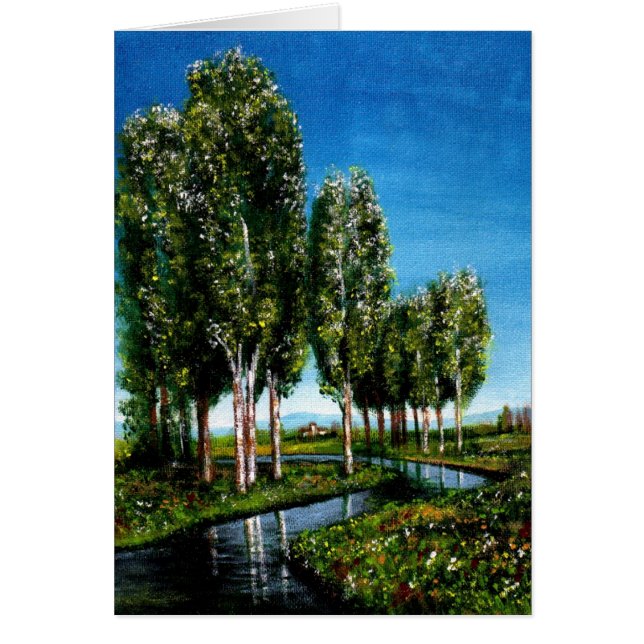 BIRCH TREES IN TUSCANY (Vorne)