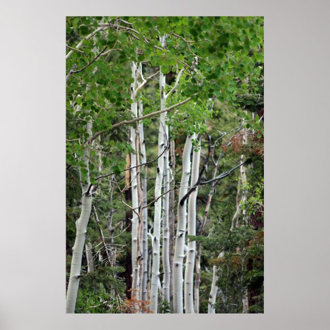 Birch Trees Mount Charleston Nevada Poster (Vorne)