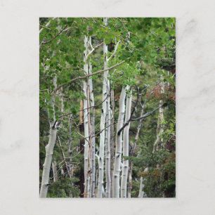Birch Trees Mount Charleston Nevada  Postkarte
