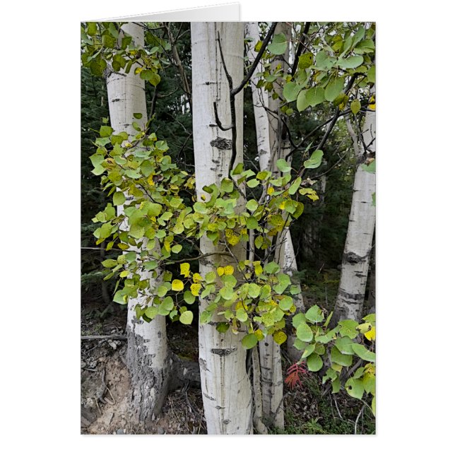 Birch Trees Skilak - 5" x 7" Art Card (Vorne)