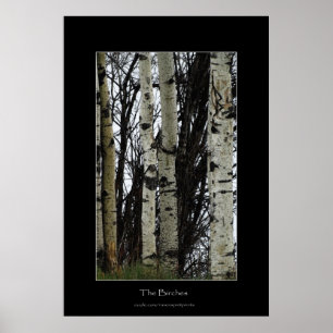 Birch Trees Wilderness Forest Foto Print Poster