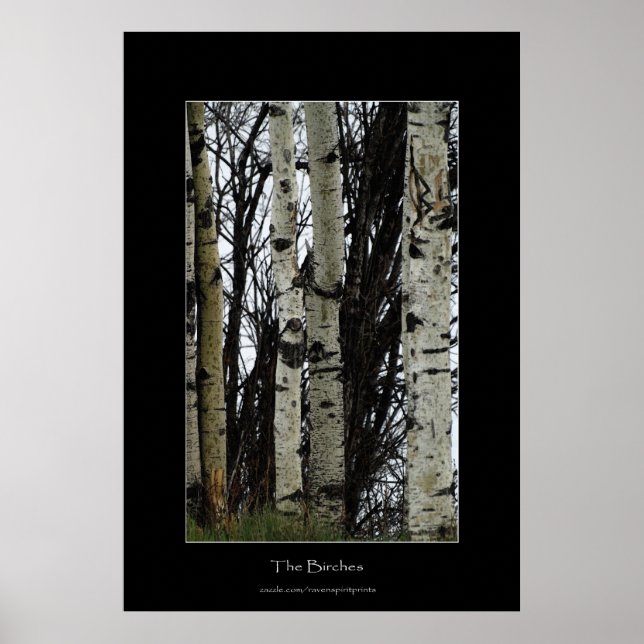 Birch Trees Wilderness Forest Foto Print Poster (Vorne)