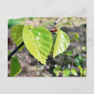 Birch Verlasse grüne Blätter Postkarte