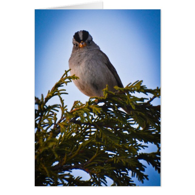 Bird (Vorne)