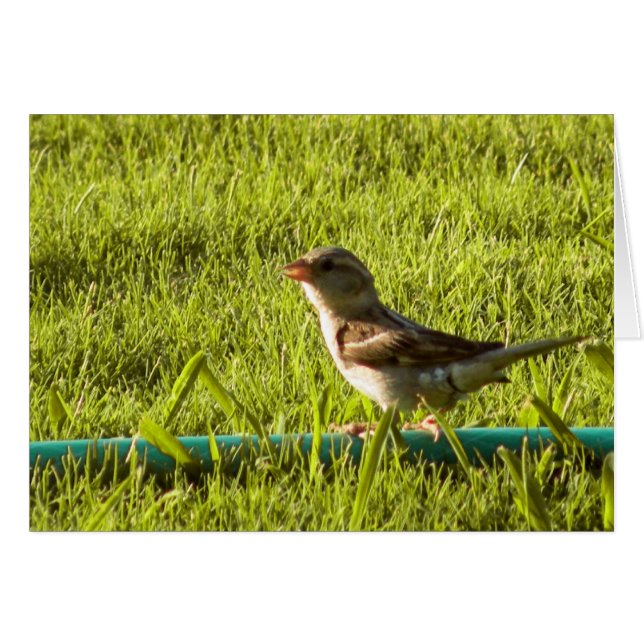 Bird (Vorderseite (Horizontal))